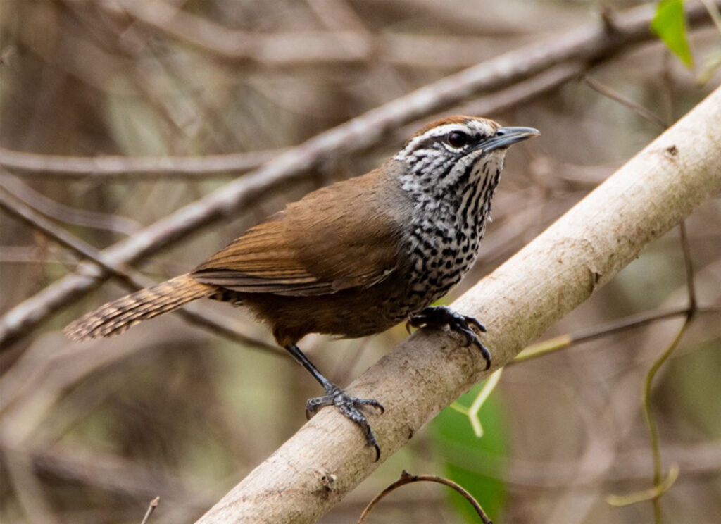 Aves Birding Monterrey 