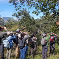Birding en Monterrey Birding en Monterrey