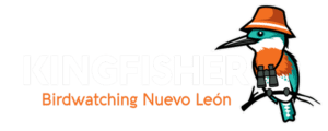 Birding en Monterrey Birding en Monterrey