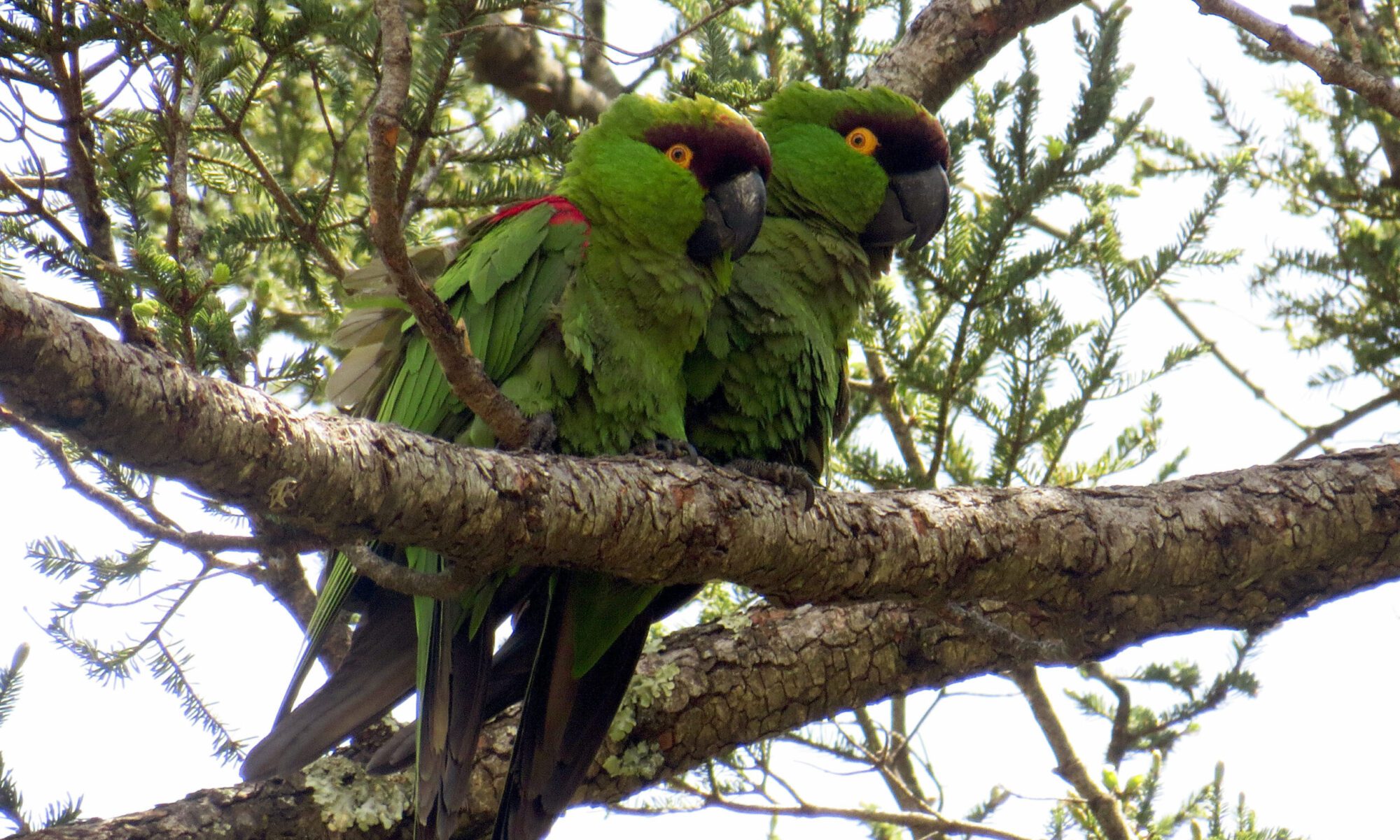 Birding en Monterrey