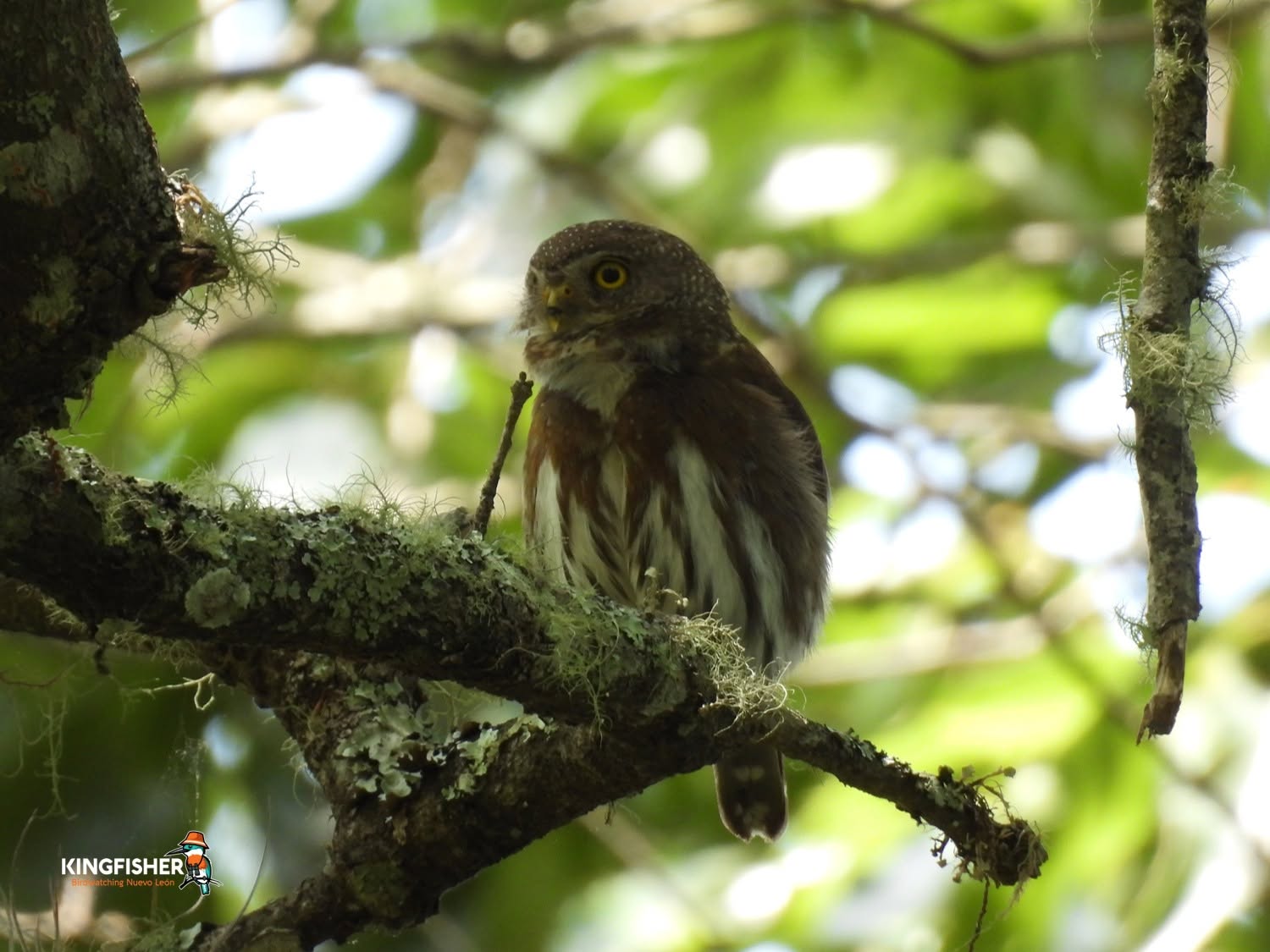 01 Tamaulipas Pygmy Owl