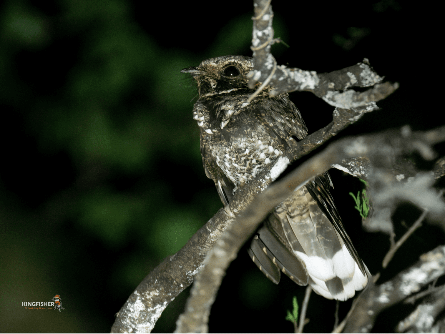 01 Tawny-collared Nighjar