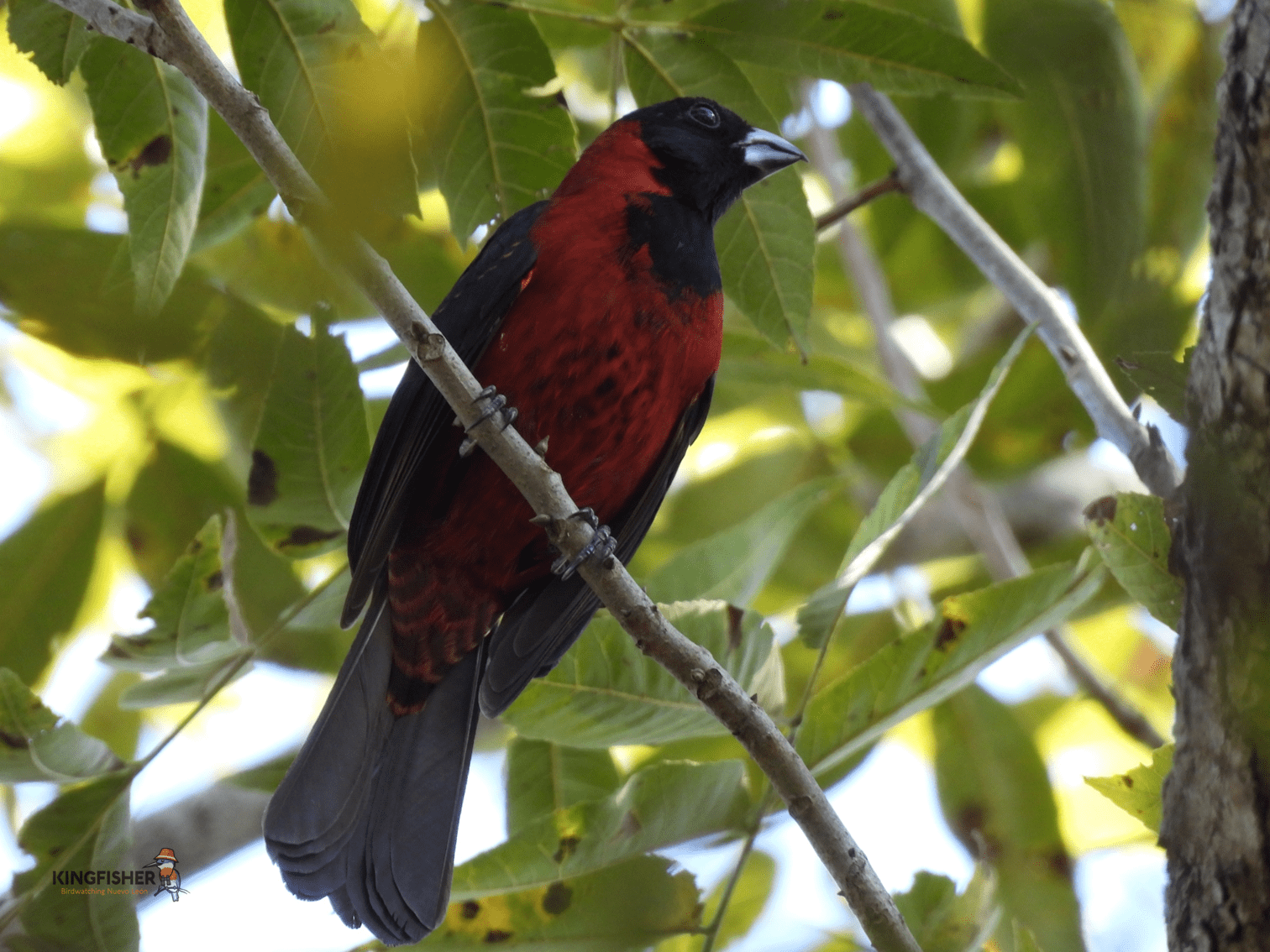 02 Crimson-collared Grosbeak